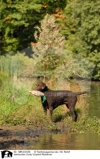 stehender Curly Coated Retriever / standing Curly Coated Retriever / MR-03346