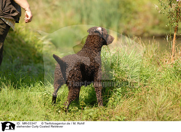 stehender Curly Coated Retriever / standing Curly Coated Retriever / MR-03347