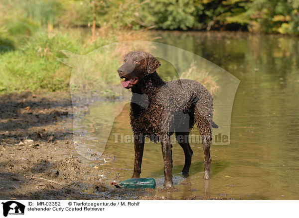 stehender Curly Coated Retriever / standing Curly Coated Retriever / MR-03352