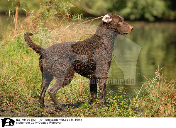 stehender Curly Coated Retriever / standing Curly Coated Retriever / MR-03353