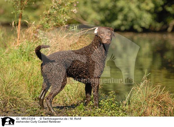 stehender Curly Coated Retriever / standing Curly Coated Retriever / MR-03354