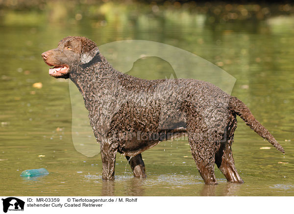 stehender Curly Coated Retriever / standing Curly Coated Retriever / MR-03359