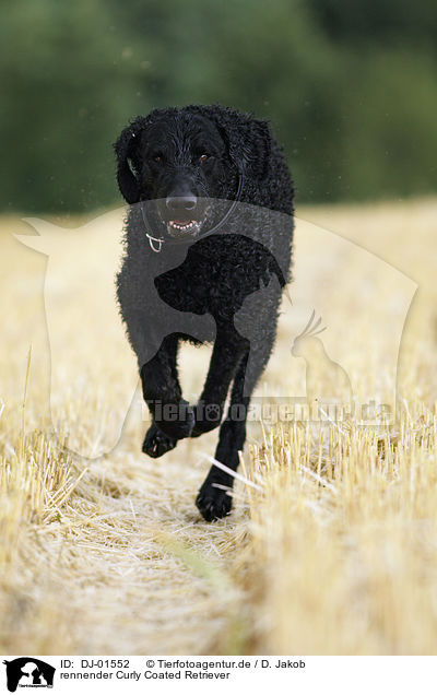 rennender Curly Coated Retriever / running Curly Coated Retriever / DJ-01552