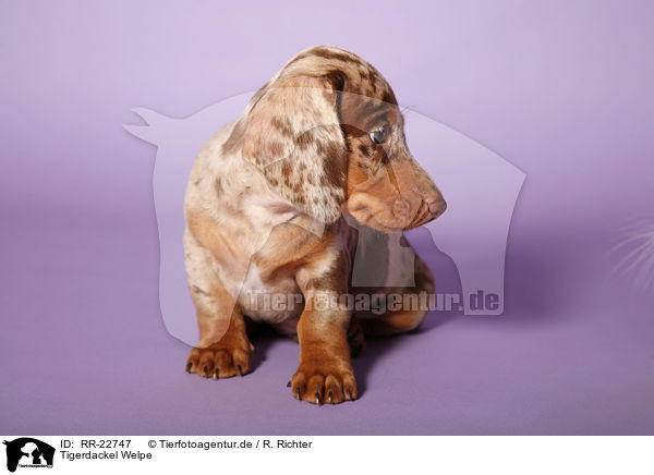 Tigerdackel Welpe / Tigerteckel puppy / RR-22747