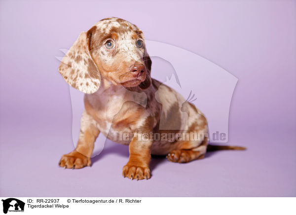 Tigerdackel Welpe / Tigerteckel puppy / RR-22937