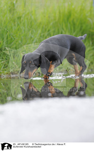 laufender Kurzhaardackel / walking shorthaired teckel / AP-08185