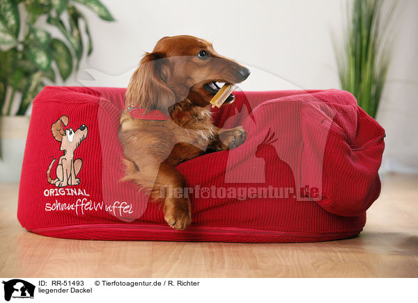 liegender Dackel / lying dachshund / RR-51493