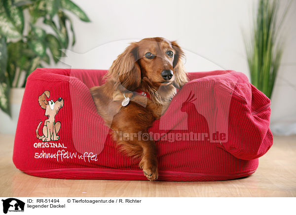 liegender Dackel / lying dachshund / RR-51494