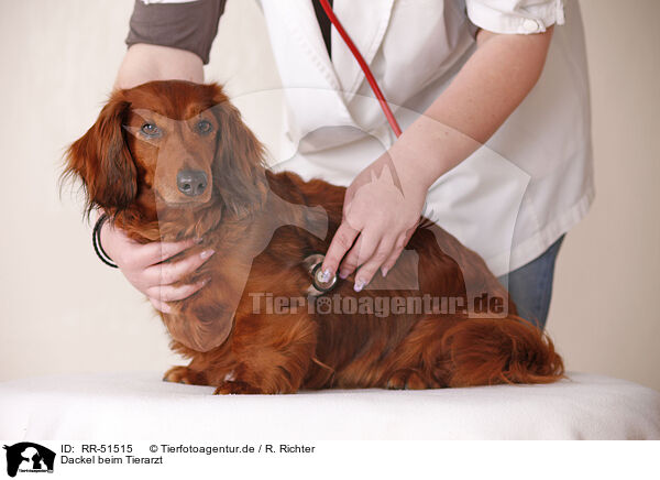 Dackel beim Tierarzt / vet / RR-51515
