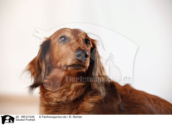 Dackel Portrait / dachshund portrait / RR-51526