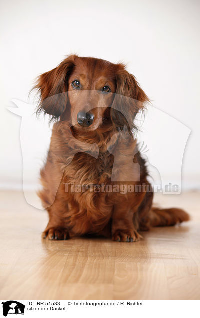 sitzender Dackel / sitting dachshund / RR-51533