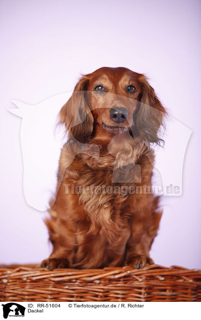 Dackel / Dachshund / RR-51604