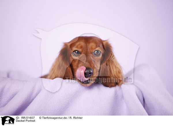 Dackel Portrait / dachshund portrait / RR-51607