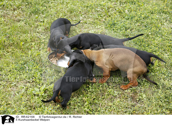 5 Kurzhaardackel Welpen / 5 shorthaired Dachshund Puppies / RR-62168