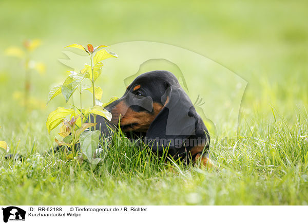 Kurzhaardackel Welpe / shorthaired Dachshund Puppy / RR-62188