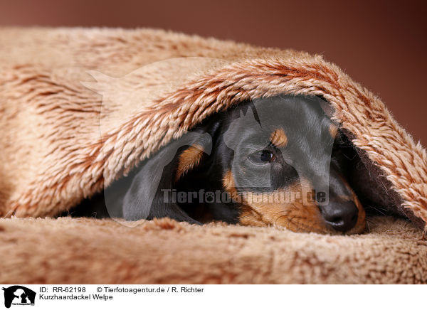 Kurzhaardackel Welpe / shorthaired Dachshund Puppy / RR-62198