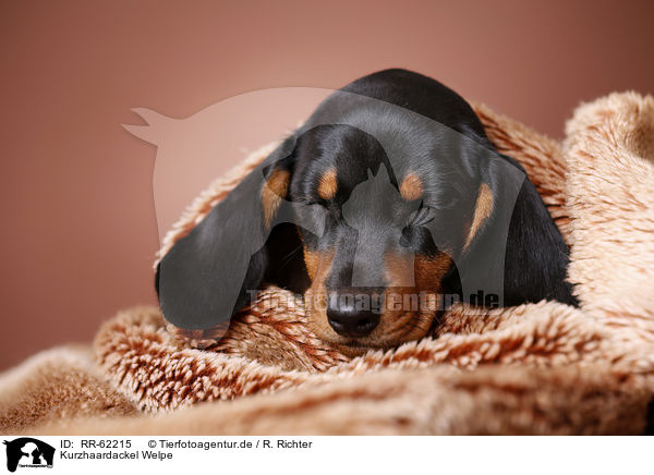 Kurzhaardackel Welpe / shorthaired Dachshund Puppy / RR-62215