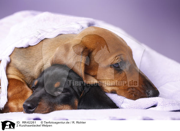 2 Kurzhaardackel Welpen / 2 shorthaired Dachshund Puppies / RR-62261