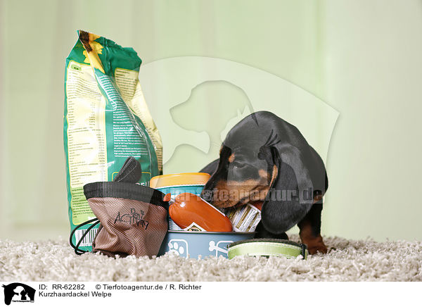 Kurzhaardackel Welpe / shorthaired Dachshund Puppy / RR-62282