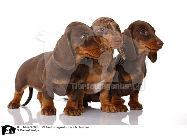 3 Dackel Welpen / 3 Dachshund Puppies / RR-63780