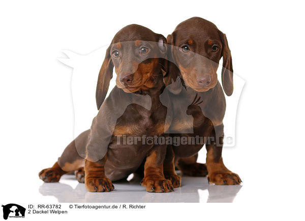 2 Dackel Welpen / 2 Dachshund Puppies / RR-63782