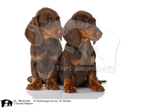 2 Dackel Welpen / 2 Dachshund Puppies / RR-63796