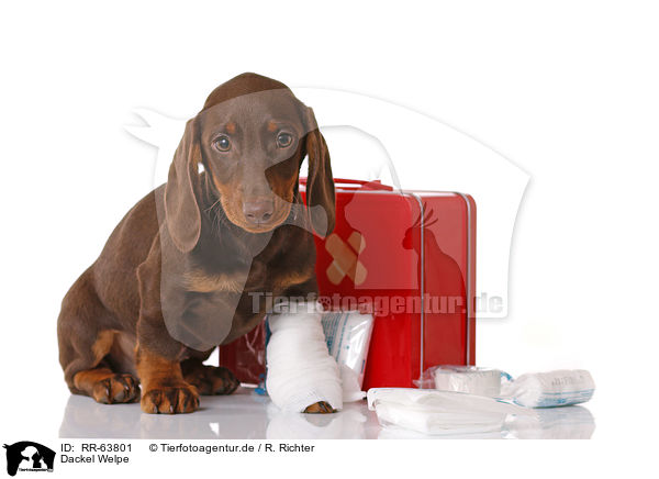 Dackel Welpe / Dachshund Puppy / RR-63801