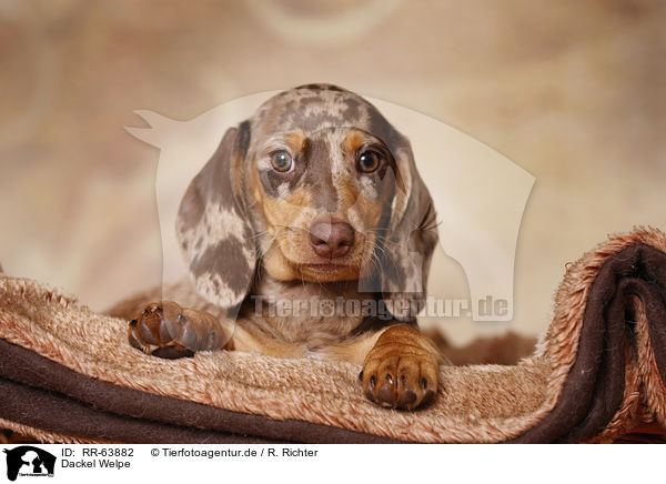 Dackel Welpe / Dachshund Puppy / RR-63882