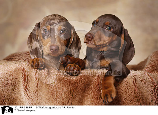 2 Dackel Welpen / 2 Dachshund Puppies / RR-63885
