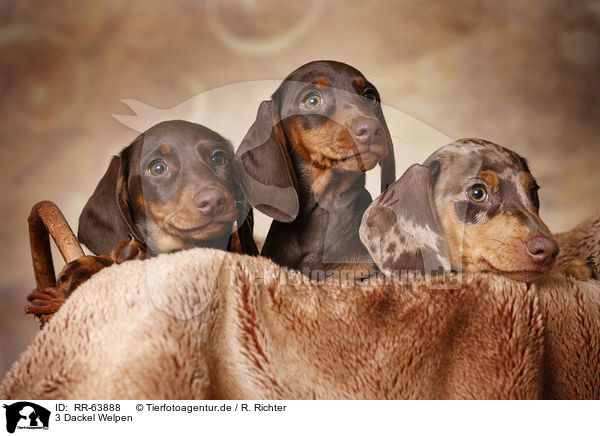 3 Dackel Welpen / 3 Dachshund Puppies / RR-63888