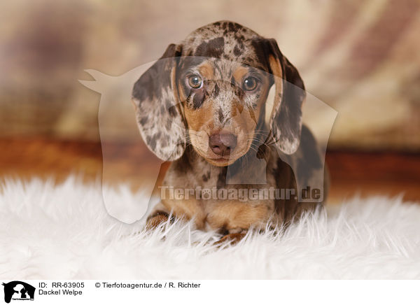 Dackel Welpe / Dachshund Puppy / RR-63905