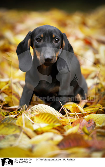 Dackel Welpe / Dachshund Puppy / RR-74400