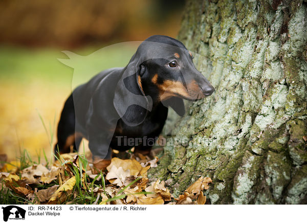 Dackel Welpe / Dachshund Puppy / RR-74423