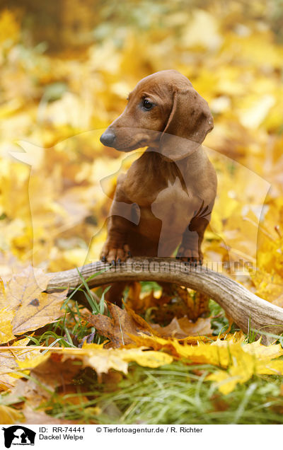 Dackel Welpe / Dachshund Puppy / RR-74441