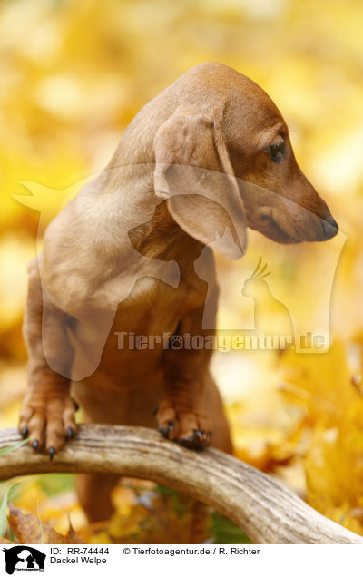 Dackel Welpe / Dachshund Puppy / RR-74444