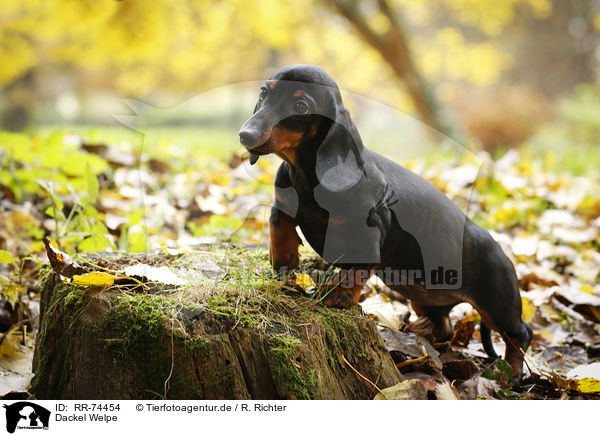 Dackel Welpe / Dachshund Puppy / RR-74454