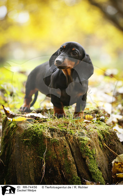 Dackel Welpe / Dachshund Puppy / RR-74456