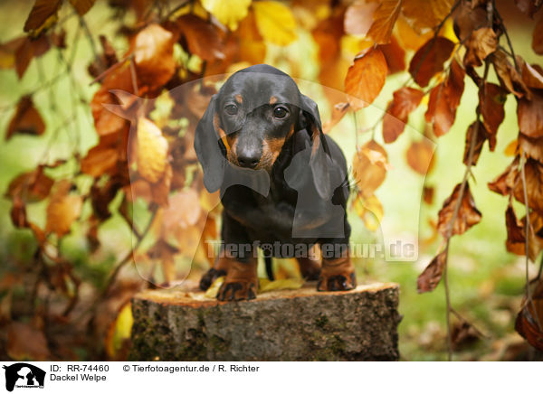 Dackel Welpe / Dachshund Puppy / RR-74460