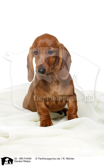 Dackel Welpe / Dachshund Puppy / RR-74499