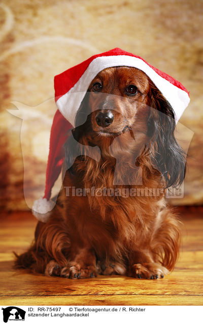 sitzender Langhaardackel / sitting longhaired Dachshund / RR-75497