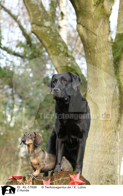 2 Hunde / 2 dogs / KL-17696