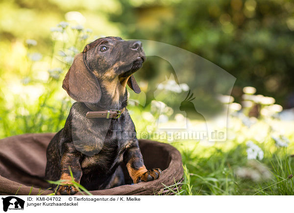 junger Kurzhaardackel / young shorthaired Dachshund / KMI-04702