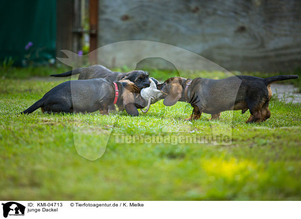 junge Dackel / young Dachshunds / KMI-04713