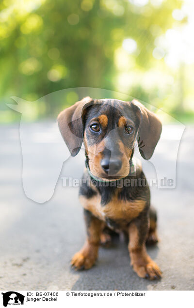 junger Dackel / young Dachshund / BS-07406