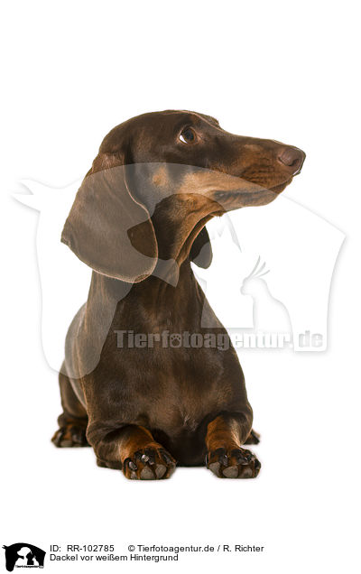 Dackel vor weiem Hintergrund / Dachshund in front of white background / RR-102785