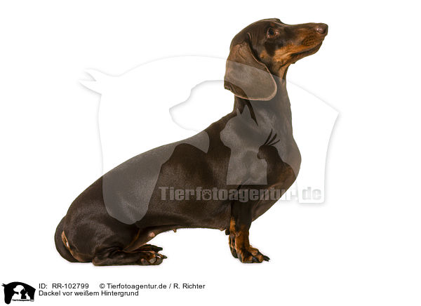 Dackel vor weiem Hintergrund / Dachshund in front of white background / RR-102799