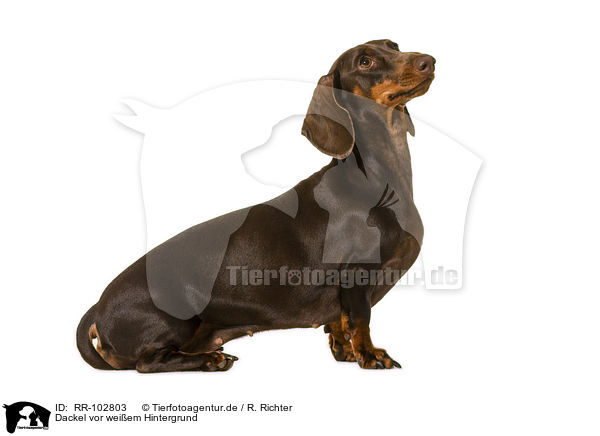 Dackel vor weiem Hintergrund / Dachshund in front of white background / RR-102803