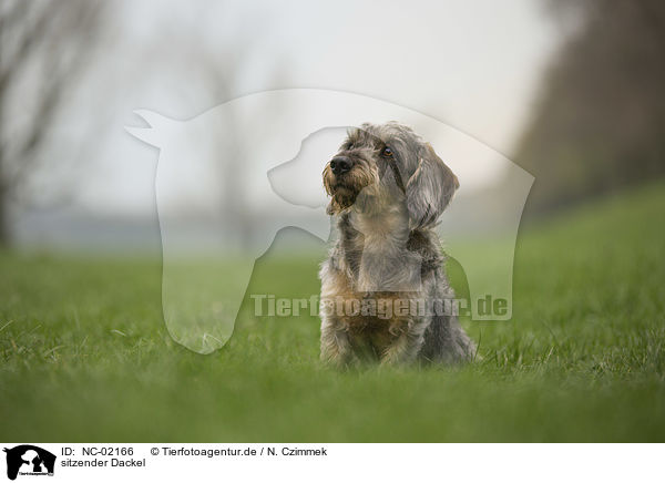 sitzender Dackel / sitting Dachshund / NC-02166