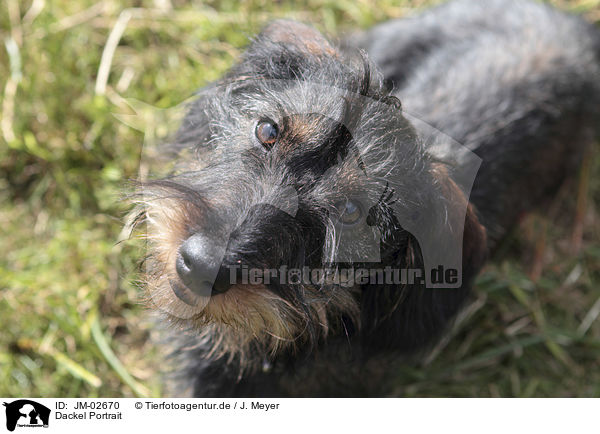 Dackel Portrait / Dachshund Portrait / JM-02670