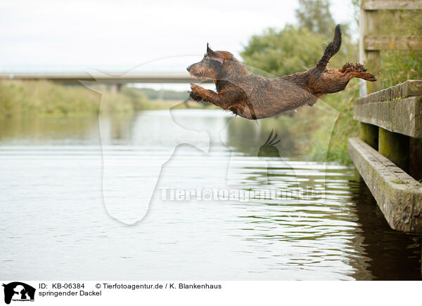 springender Dackel / jumping Dachshund / KB-06384